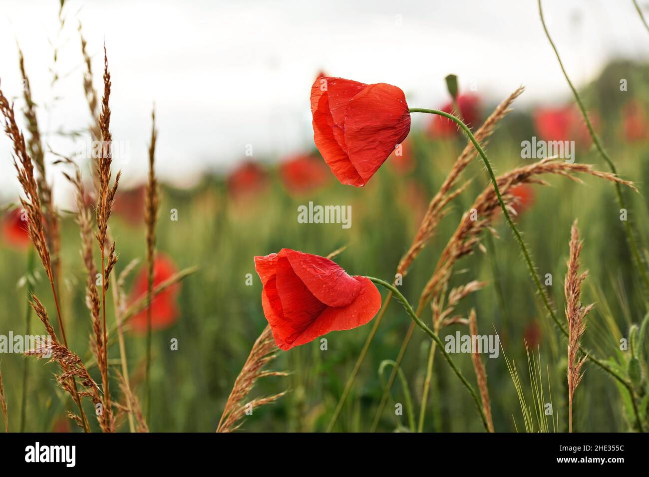Bright wild red poppies, flowers wet from rain, growing in green unripe ...