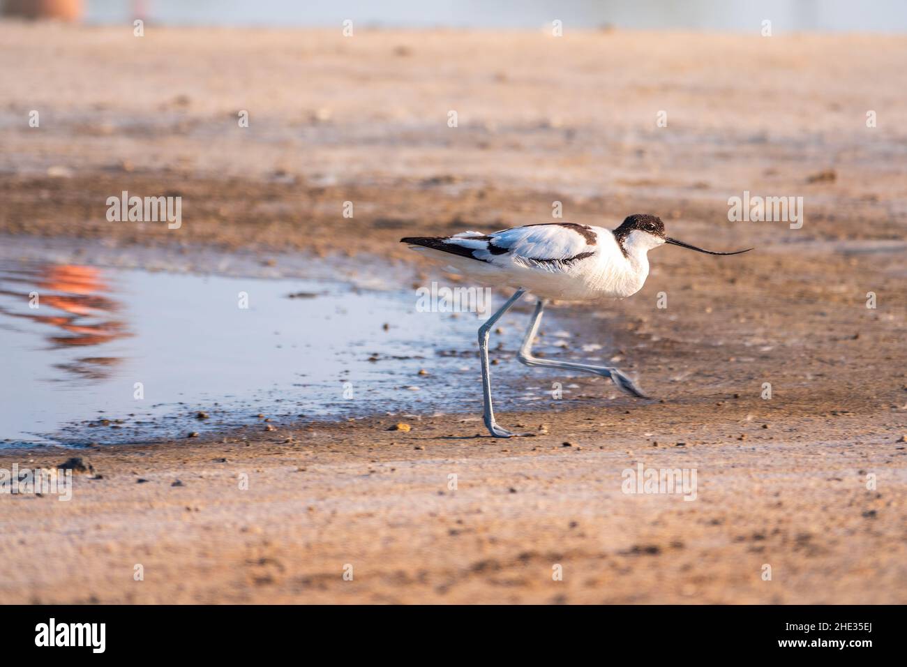 The pied avocet, Recurvirostra avosetta, is a large black and white ...
