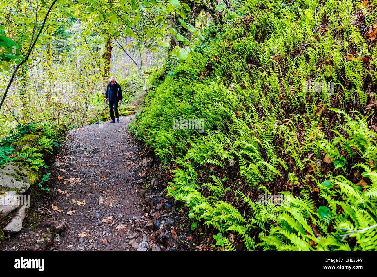 Visitors hike past lush green ferns growing along the trail to Bridal