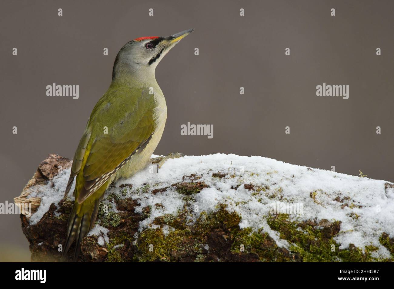 Grey-faced Woodpecker  on the tree / Picus canus Stock Photo