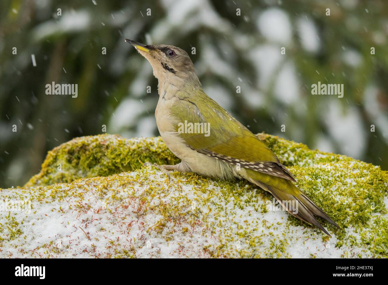 Grey-faced Woodpecker  on the tree / Picus canus Stock Photo