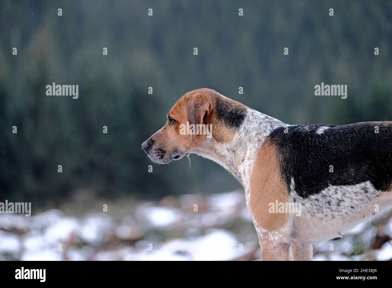 Innerleithen, UK. 08th Jan, 2022. Looking out over the valley below, hounds from the Lauderdale Hunt, led by MFH Claire Bellamy. While hunting on Saturday 08 January 2022, in the Moorfoot Hills in Leithen Water valley outside Innerleithen in the Scottish Borders ( Credit: Rob Gray/Alamy Live News Stock Photo