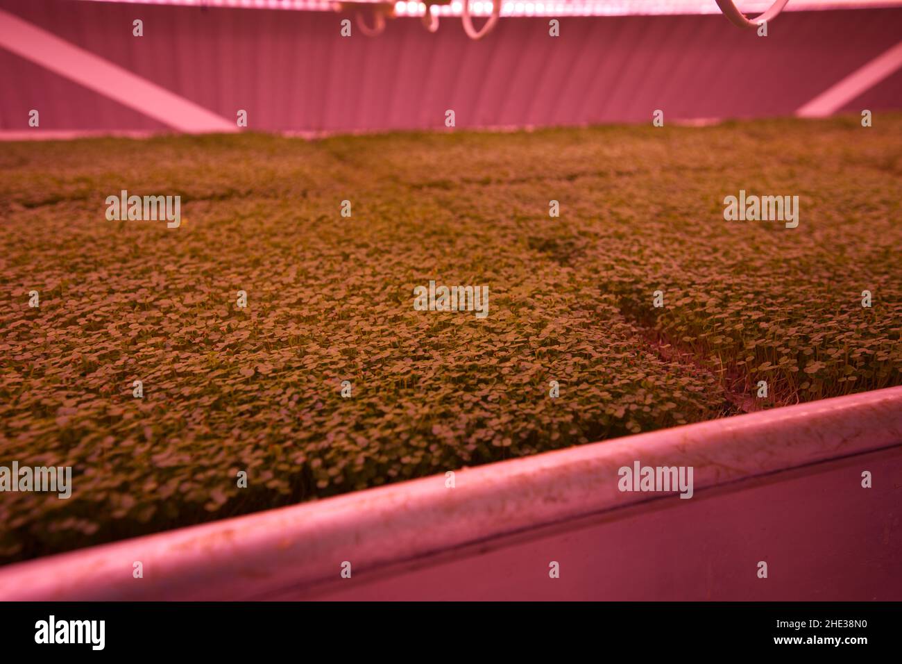 Underground hydroponics farm Stock Photo Alamy
