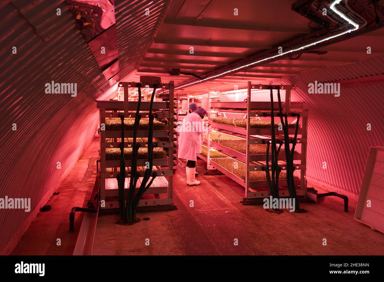 Underground hydroponics farm Stock Photo Alamy