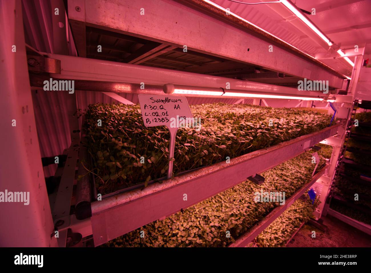 Underground hydroponics farm Stock Photo Alamy