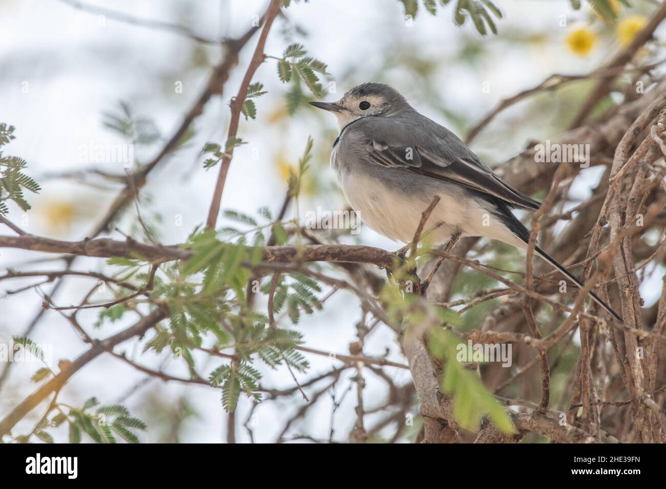 The white wagtail (Motacilla alba) a migratory bird common across much of Eurasia, this individual was seen in Southern Egypt near the Sudan border. Stock Photo