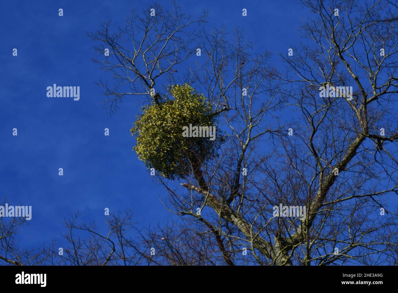 A mass of mistletoe, Viscum album, growing a sparce tree taken on sunny winters day Stock Photo