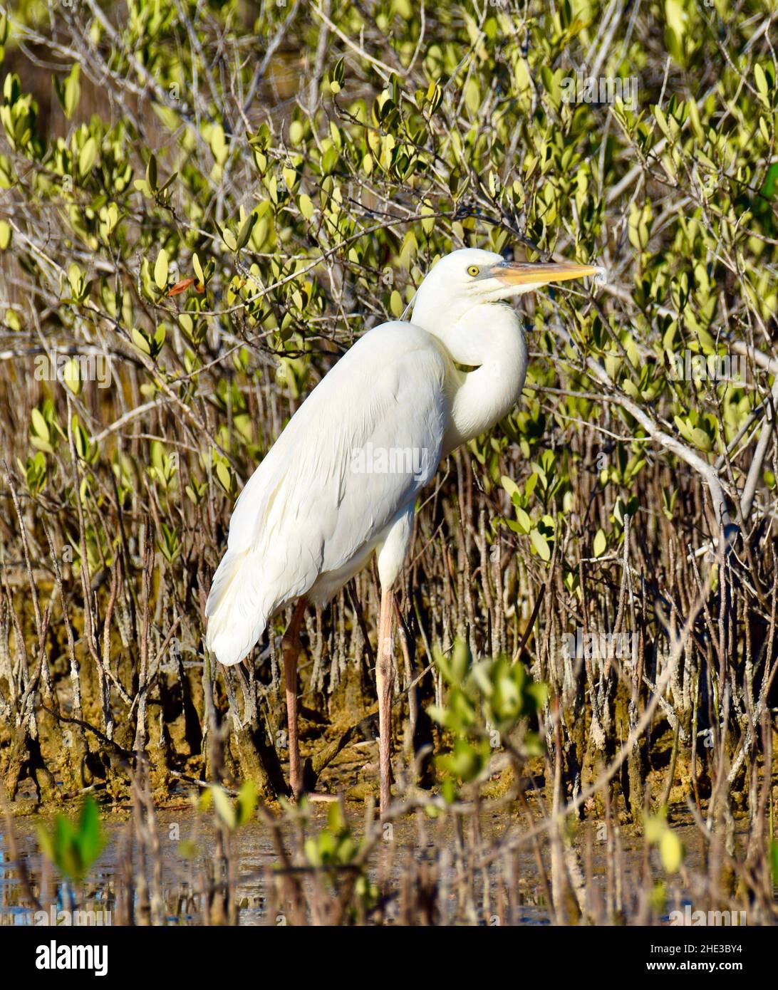 A white morph Great Blue Heron (A. h. occidentalis) in profile against a backdrop of mangrove bushes on Ambergris Caye, Belize Stock Photo
