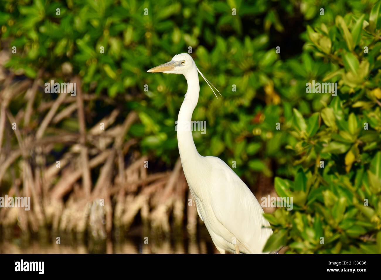 White morph Great Blue Heron (A. h. occidentalis) in the mangroves of San Pedro, Ambergris Caye, Belize. Stock Photo