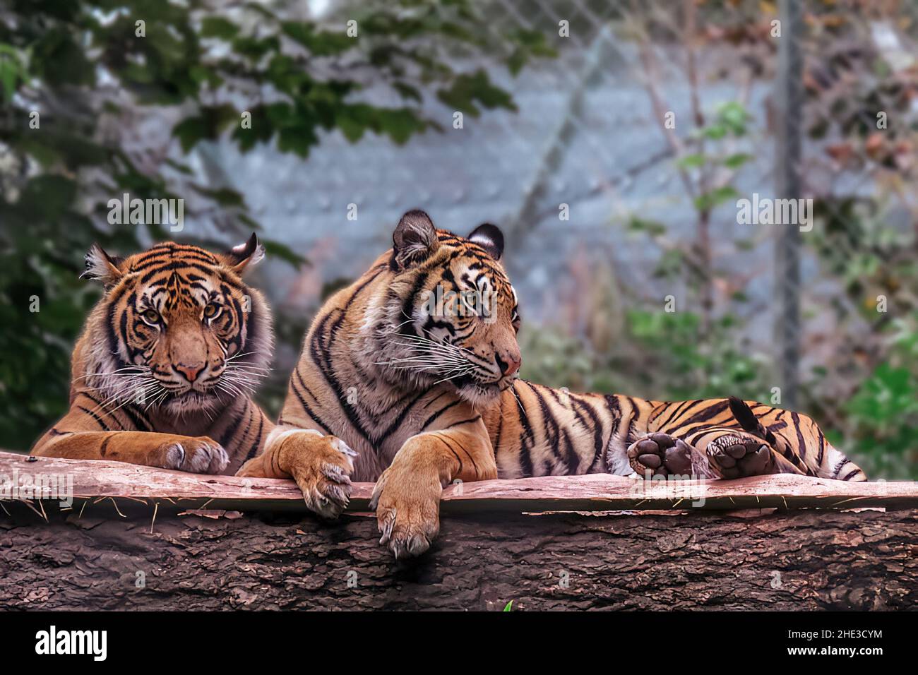 Tigers at Paignton Zoo, UK Stock Photo Alamy