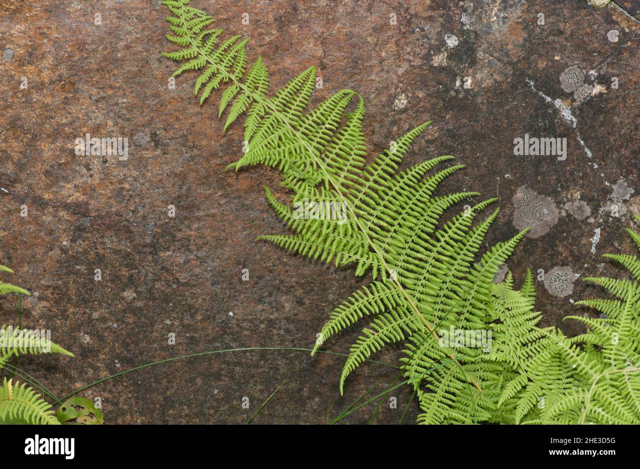 Hay-scented Fern grows against a boulder.  Dennstaedtia punctilobula Stock Photo