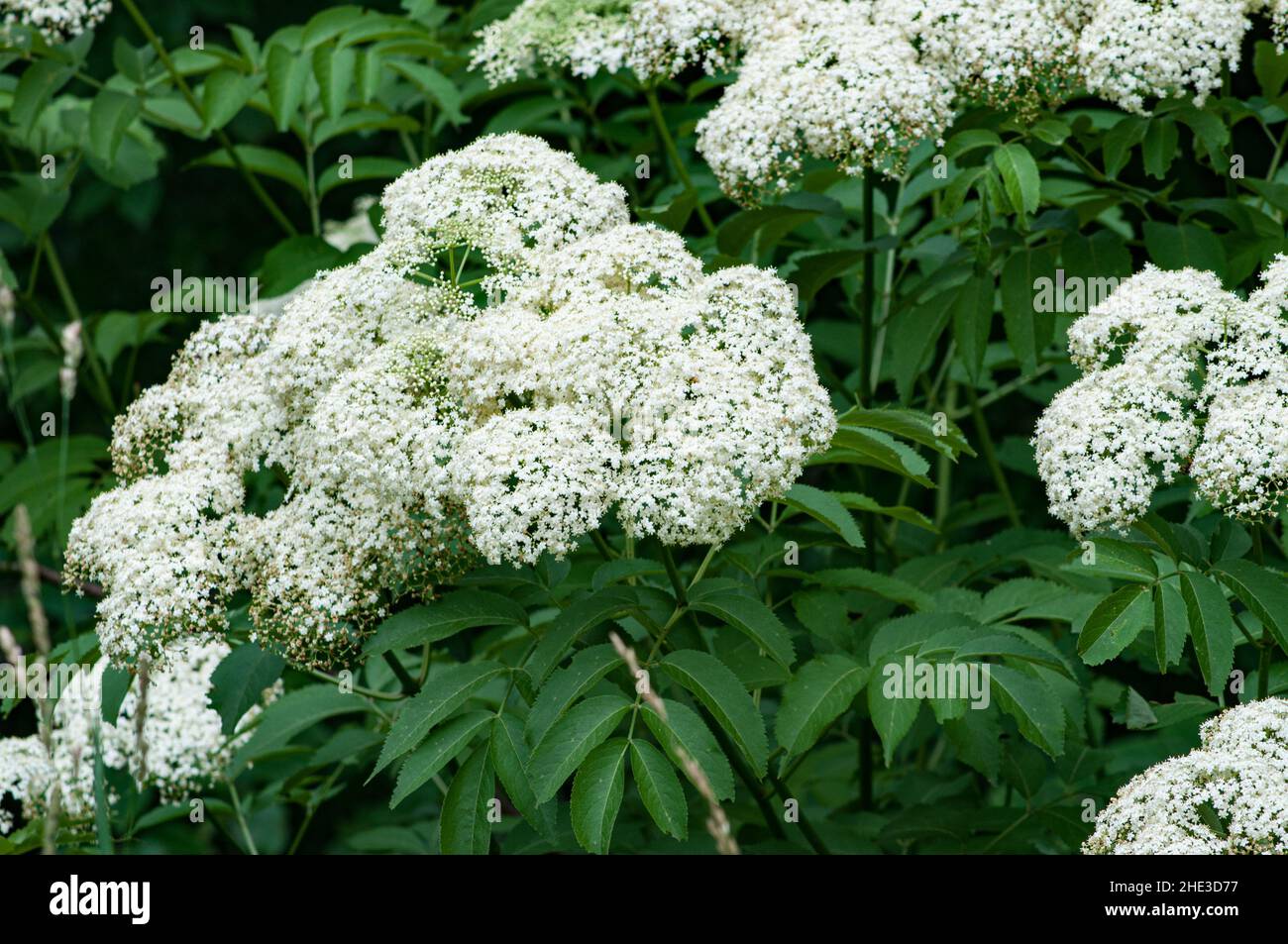 American Black Elderberry in Shenandoah National park grows near Skyline Drive.  Native far southern Canada though US East Coast south to Bolivia. Stock Photo