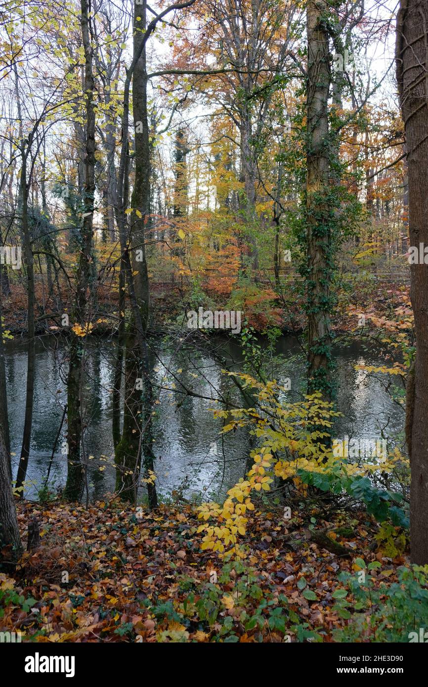 Autumn leaves in the forest at the river Stock Photo - Alamy