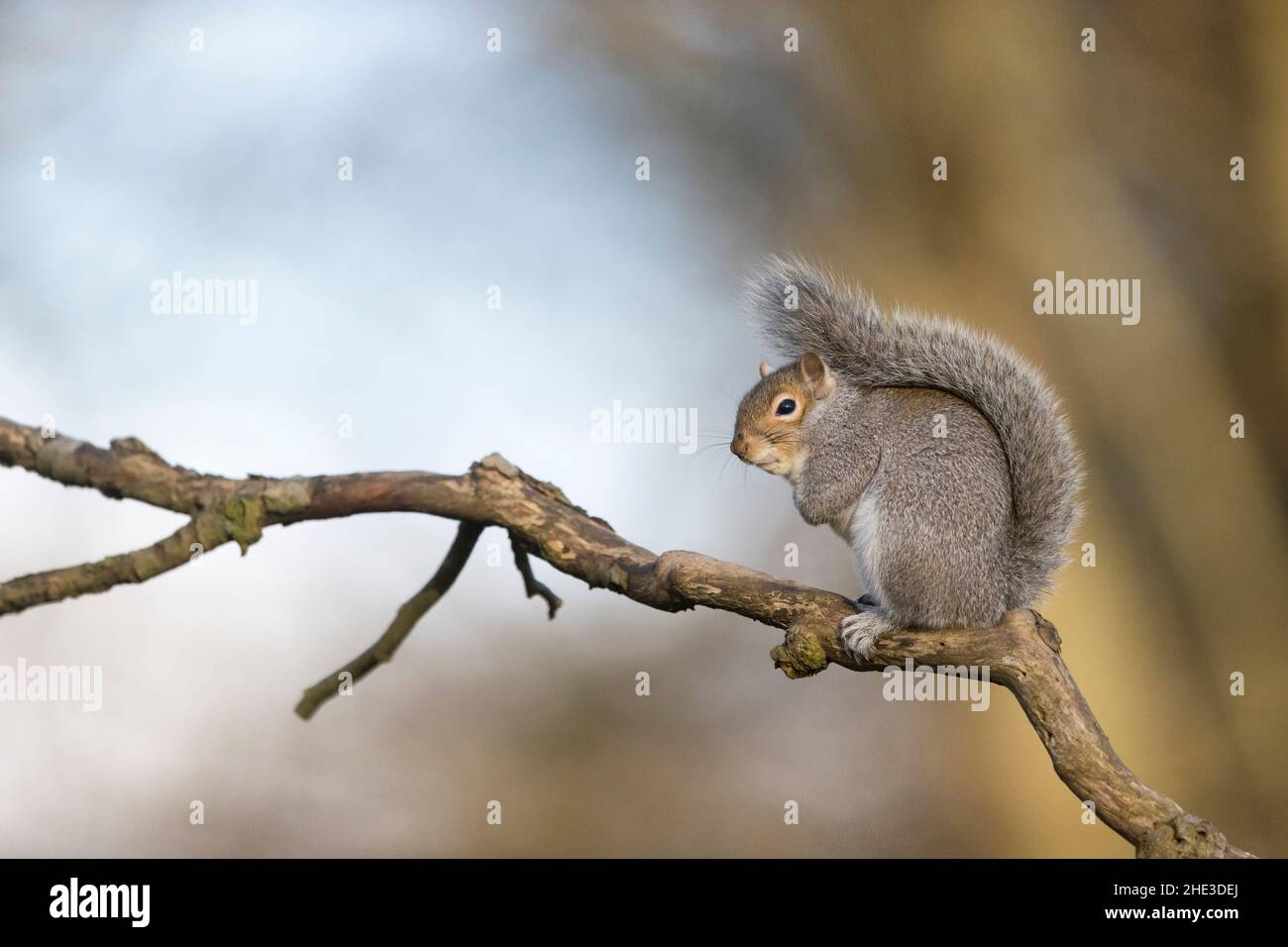 Eastern Grey Squirrel (Sciurus carolinensis) introduced species, adult