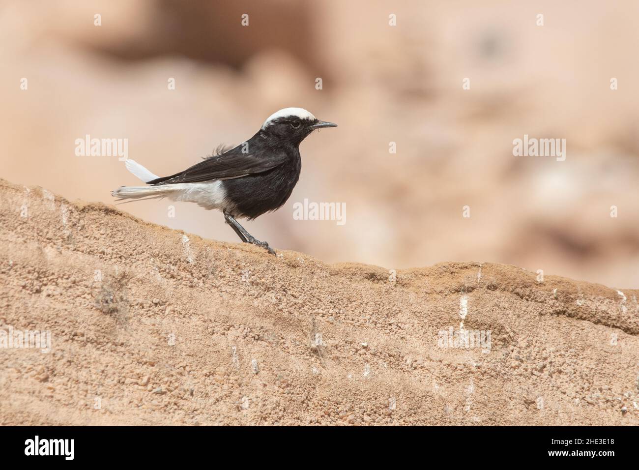 The white-crowned black wheatear (Oenanthe leucopyga) is a desert flycatcher found in the middle east and northern Africa - this one is from Egypt. Stock Photo