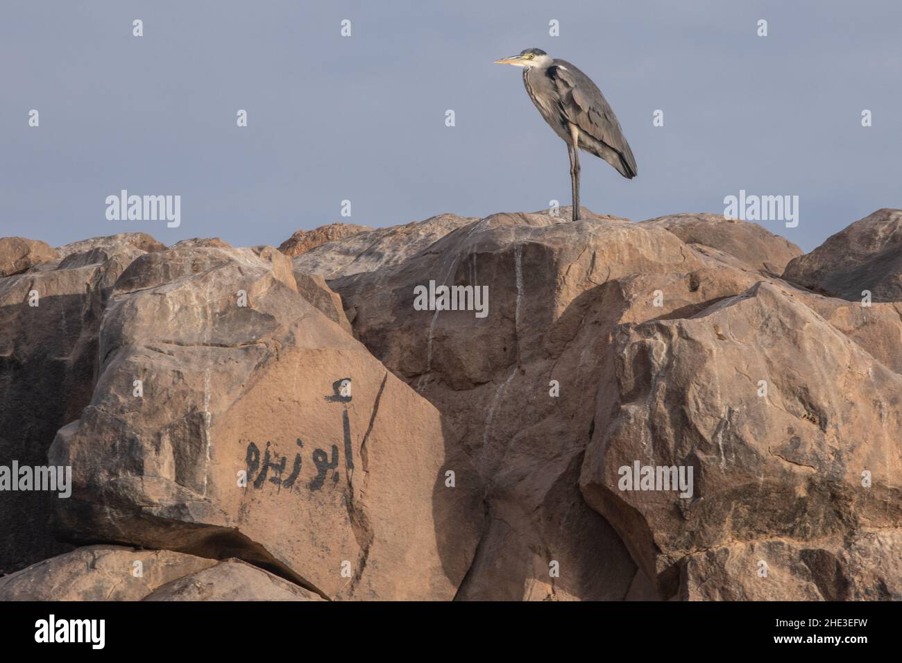 A grey heron (Ardea cinerea), a large wading bird, from near Aswan city
