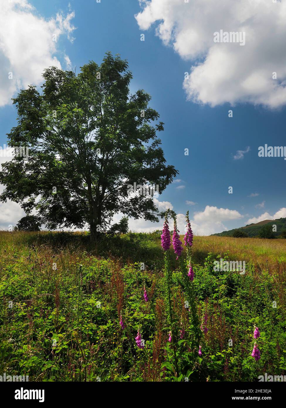 Located on the southern edge of the Malvern Hills, All Saints is a small church built of local