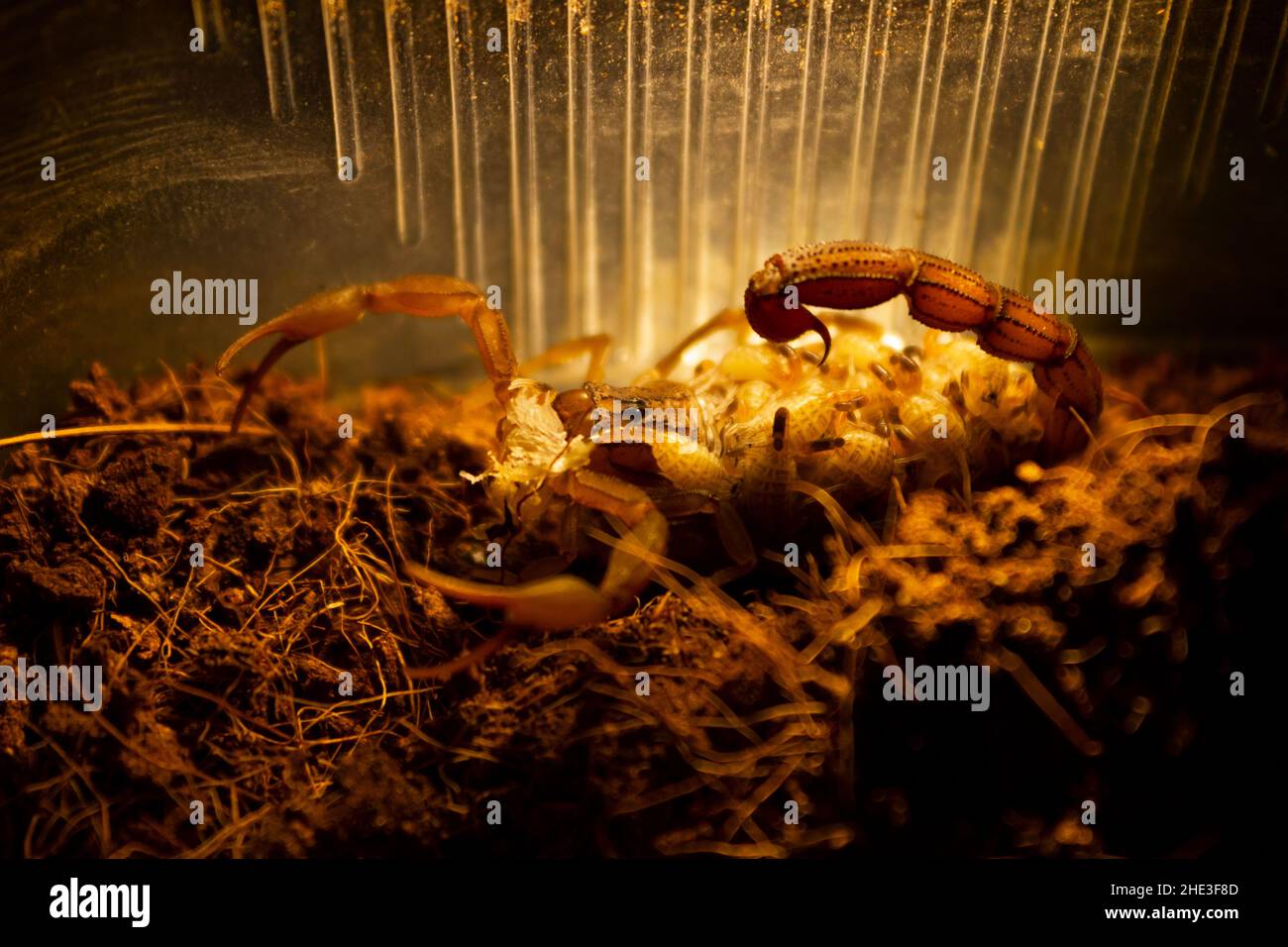 Hottentotta hottentotta with offspring, is a genus of scorpions of the family Buthidae. It is distributed widely across Africa. Very poisonous for peo Stock Photo