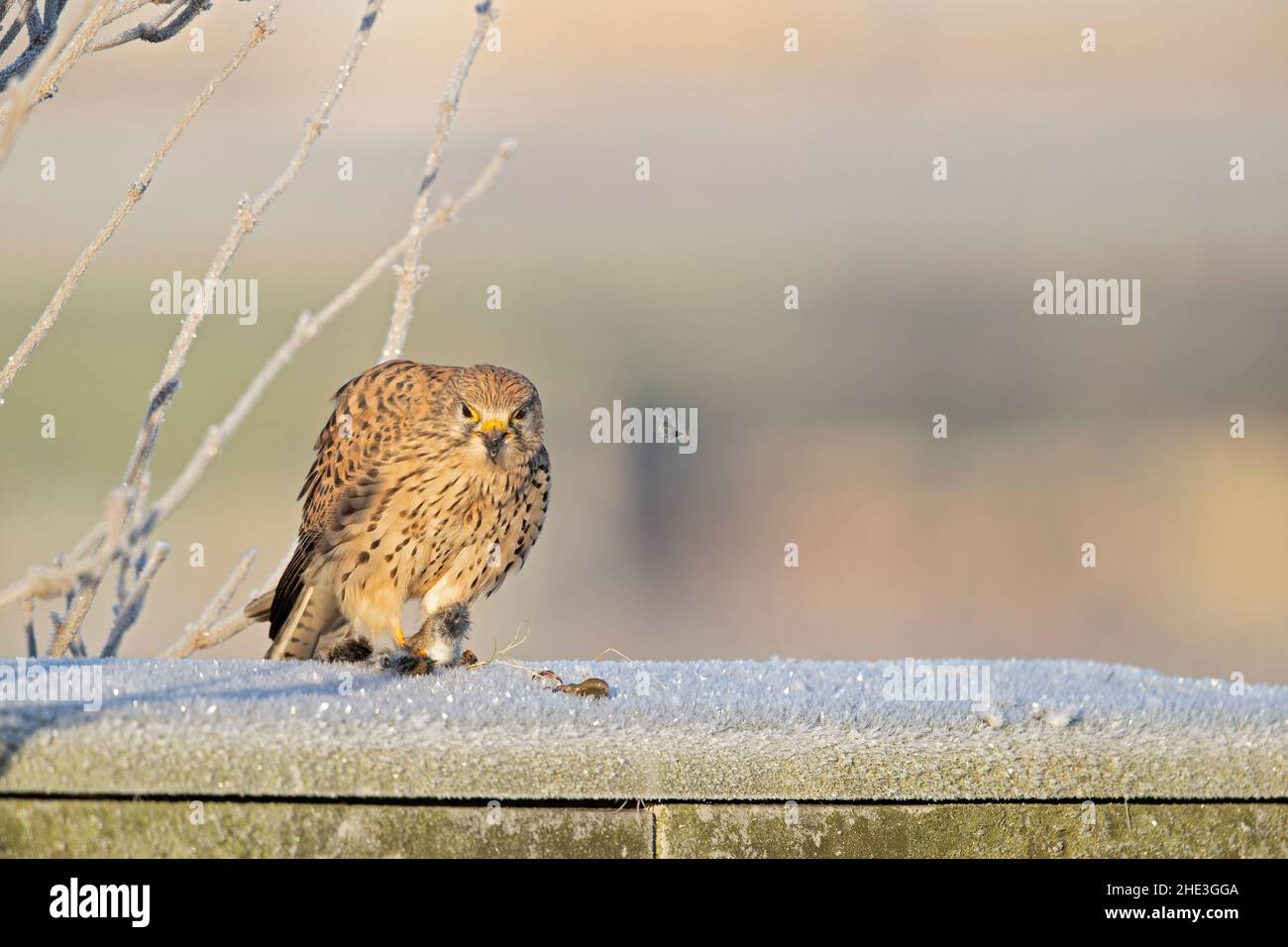 A common kestrel (Falco tinnunculus) eating a mouse. Stock Photo