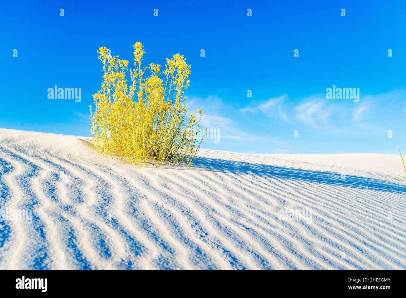 Golden bush against blue sky on rippled white sand in White Sands National Monument New Mexico Stock Photo