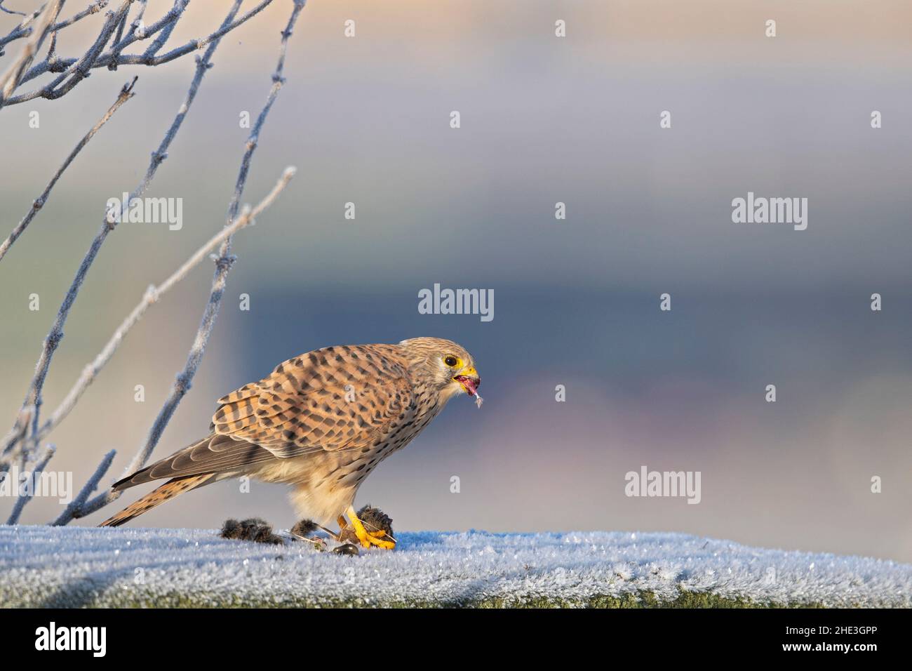 A common kestrel (Falco tinnunculus) eating a mouse. Stock Photo