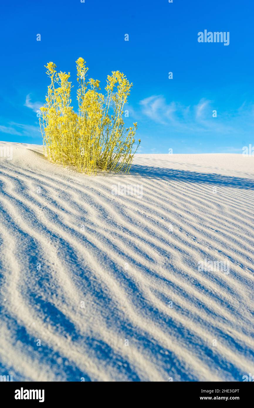 Golden bush against blue sky on rippled white sand in White Sands National Monument New Mexico Stock Photo