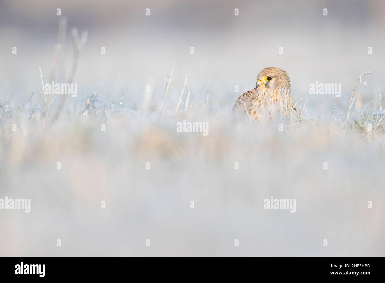 A common kestrel (Falco tinnunculus) viewed from a low angle resting in a frozen meadow. Stock Photo