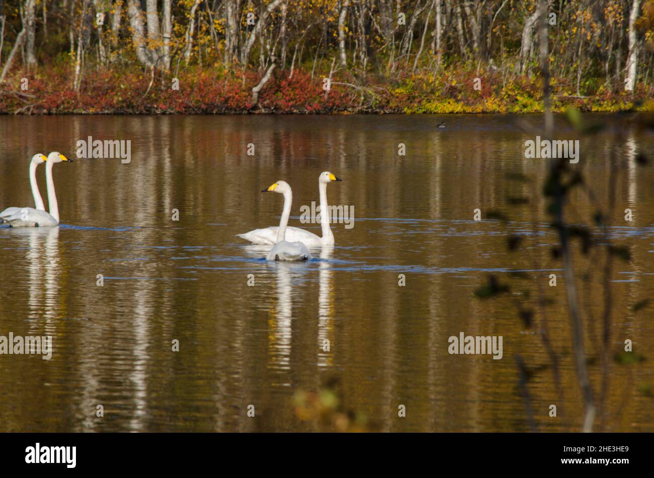 White swans on the water among the beautiful autumn forest Stock Photo ...