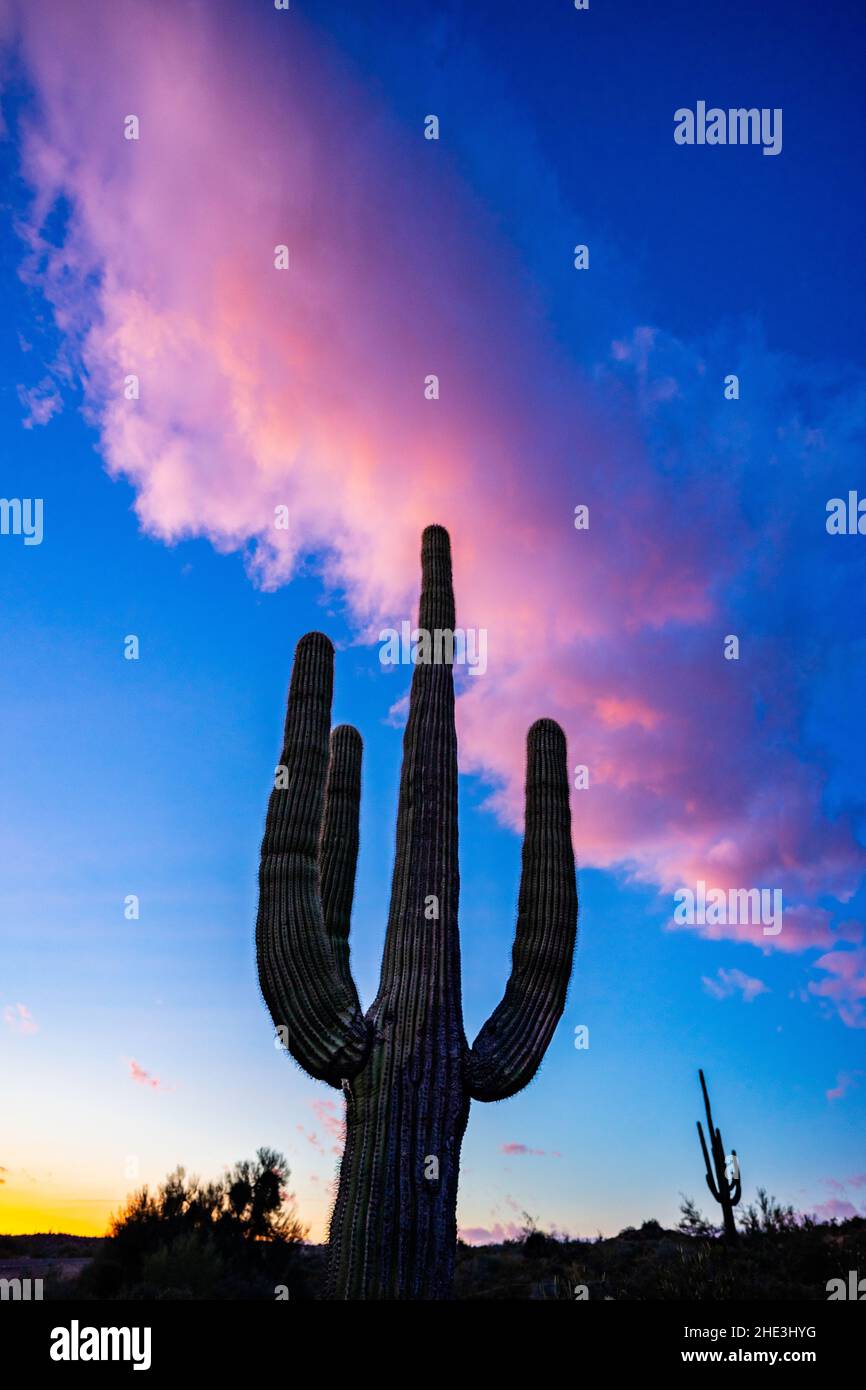 Saguaro cactus with pink cloud overhead at sunset Bartlett Lake area Tonto National Forest northeast of Phoenix, AZ Stock Photo