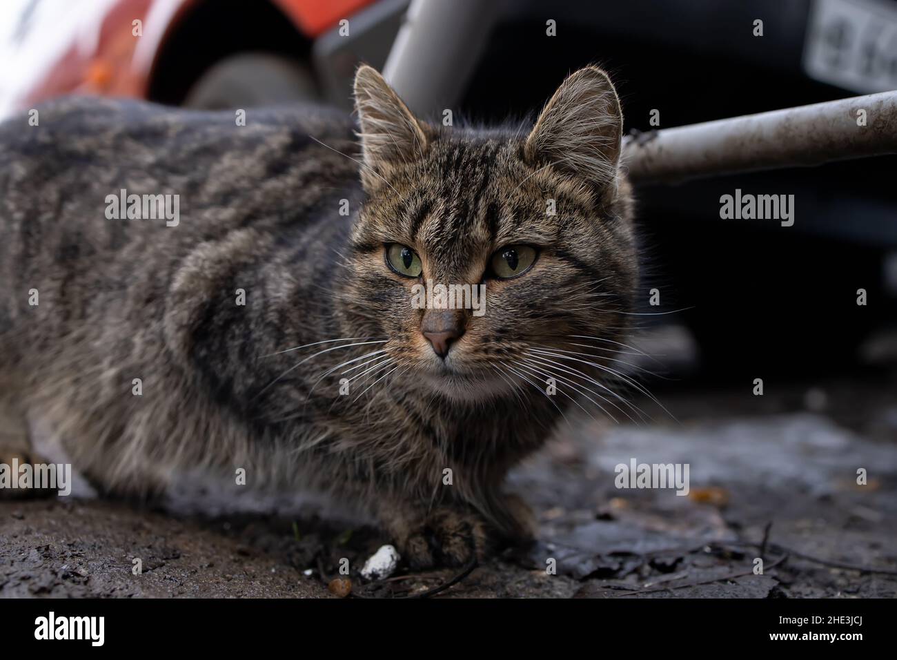 the grey house cat is hiding and waiting Stock Photo - Alamy