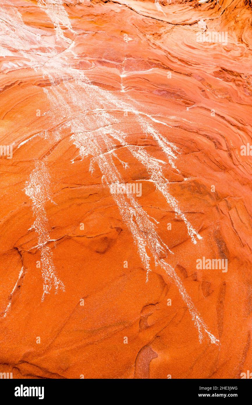 Dendritic sand pattern on red bedrock in White Pocket area Vermilion Cliffs National Monument, Arizona. Formed by sand laden water running over rock Stock Photo