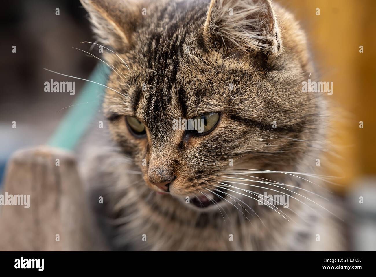 the grey house cat looks away Stock Photo - Alamy