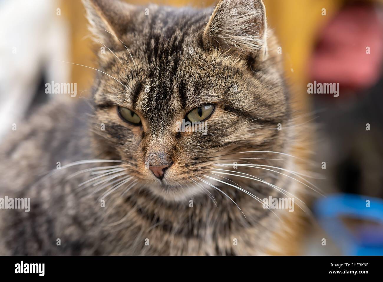 the grey house cat looks away Stock Photo - Alamy
