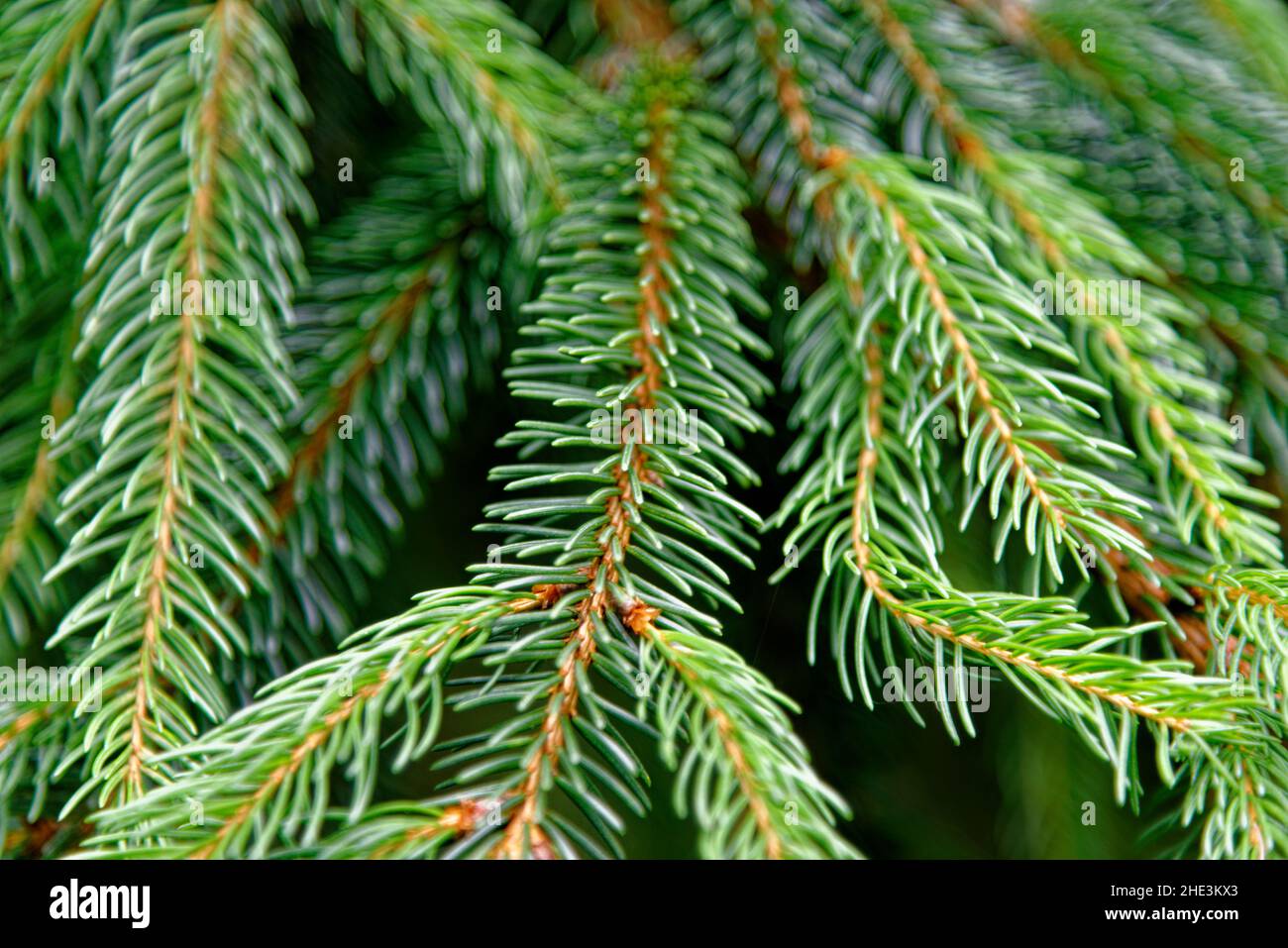 High Res Evergreen Branches Close Up Picture — Free Images