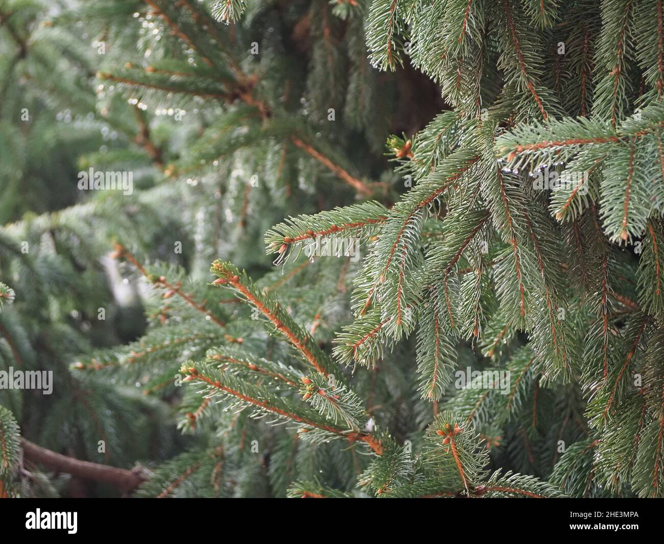 morning dew droplets on pine tree leaves Stock Photo