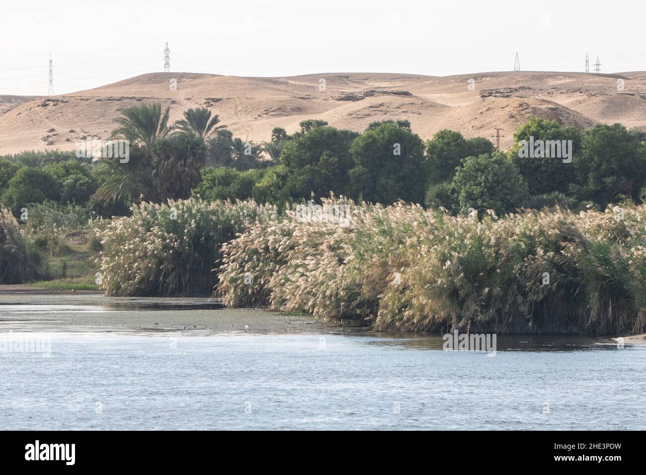 The edge of the Nile river in Egypt with lush vegetation and papyrus growing along the waters edge. Stock Photo