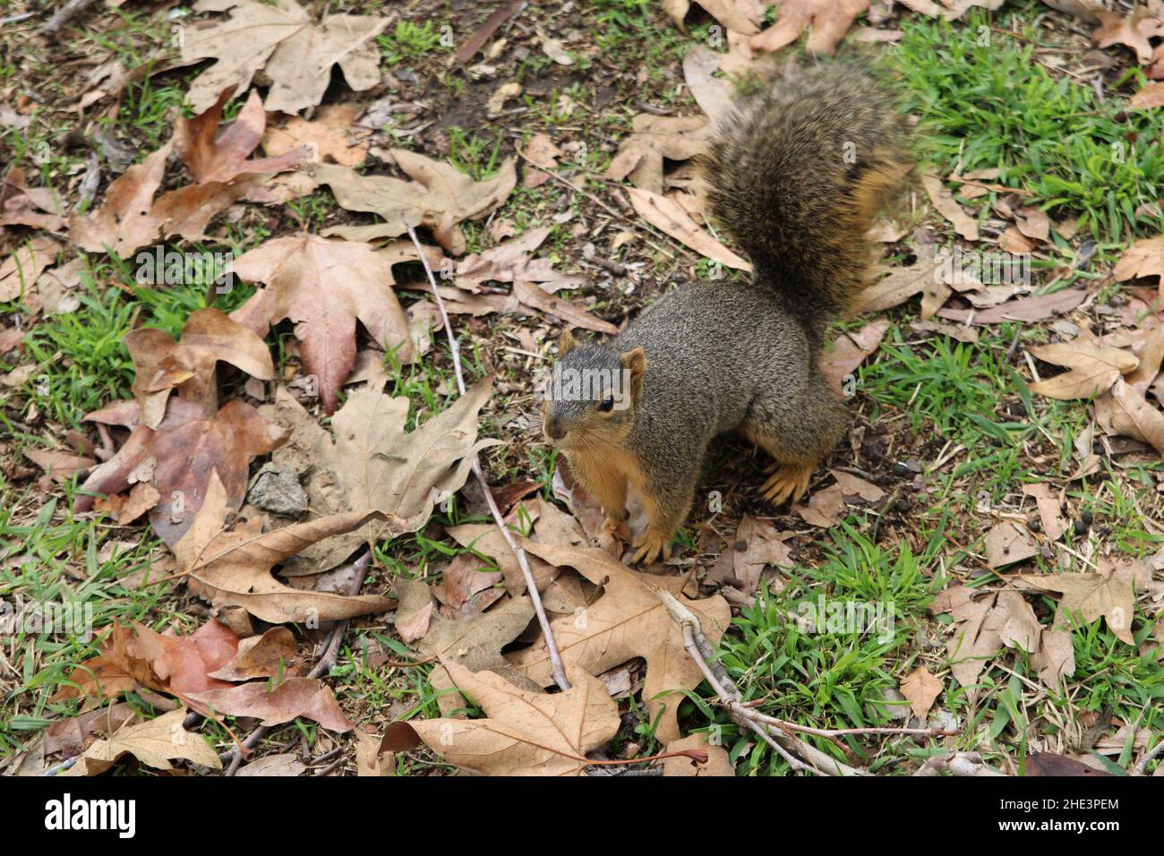 Overweight Squirrel in La Habra community park Stock Photo