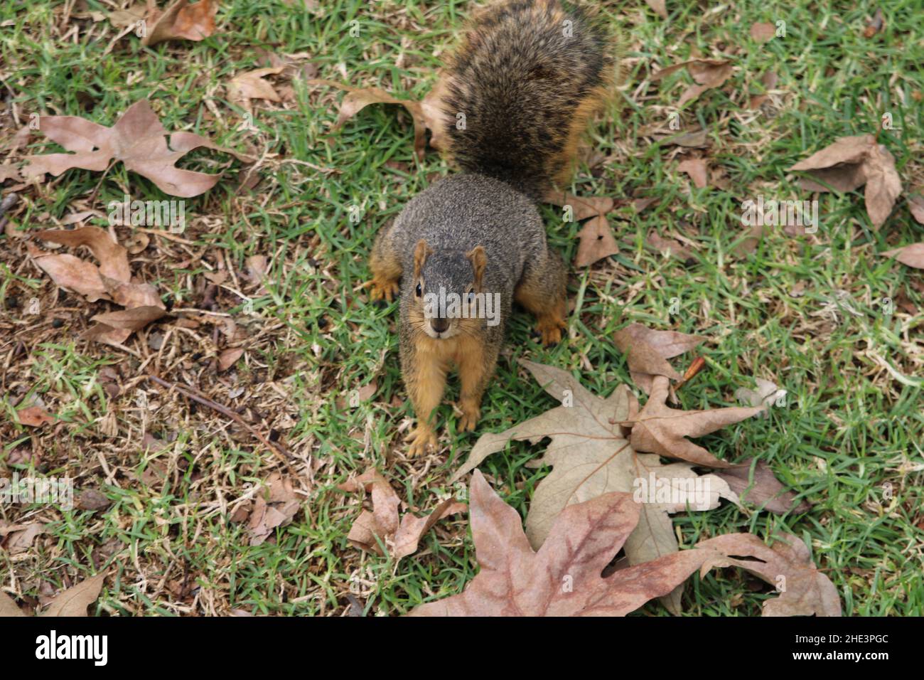 Overweight Squirrel in La Habra community park Stock Photo