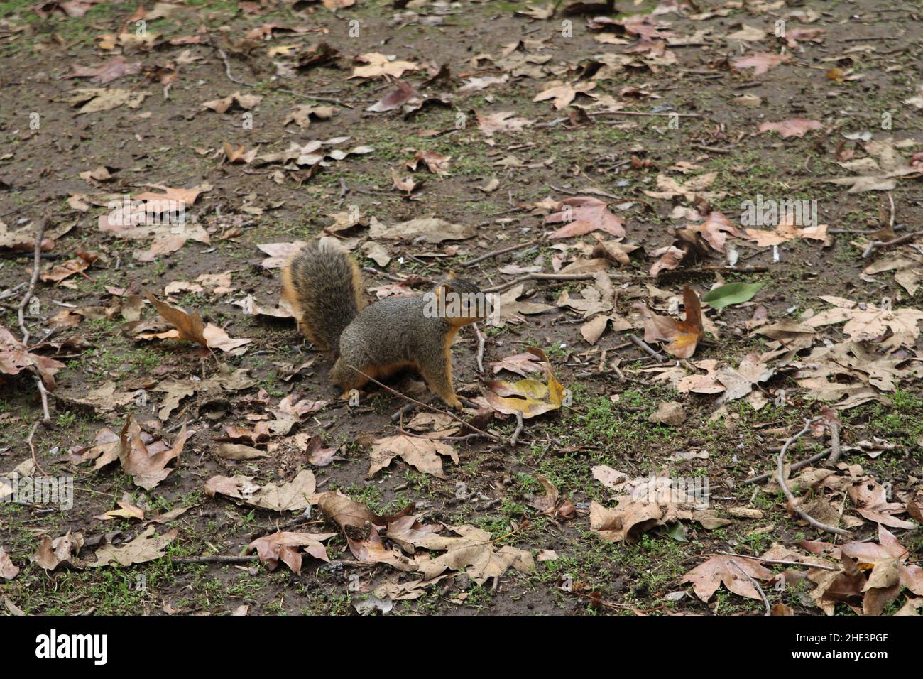 Overweight Squirrel in La Habra community park Stock Photo