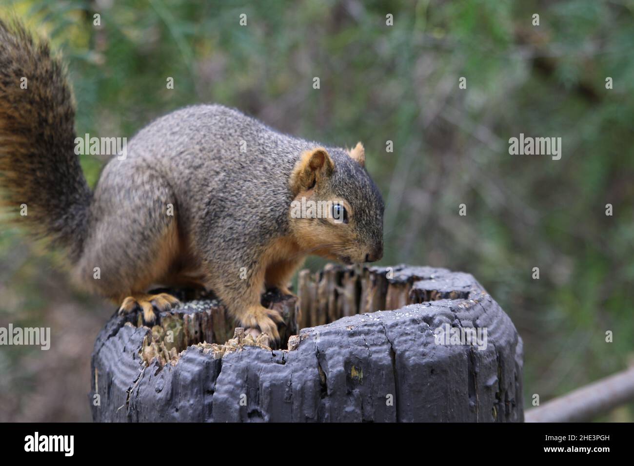 Overweight Squirrel in La Habra community park Stock Photo