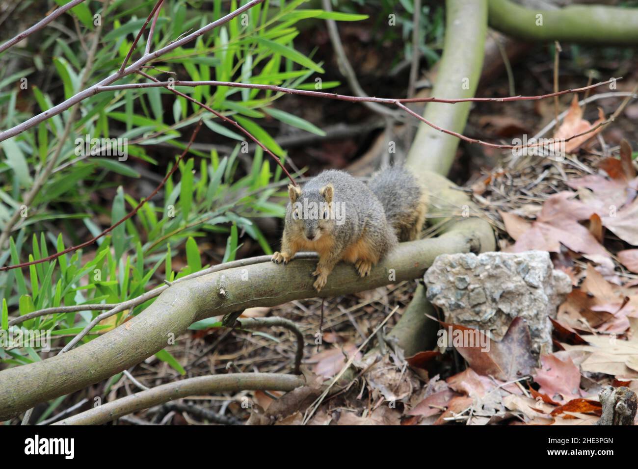 Overweight Squirrel in La Habra community park Stock Photo