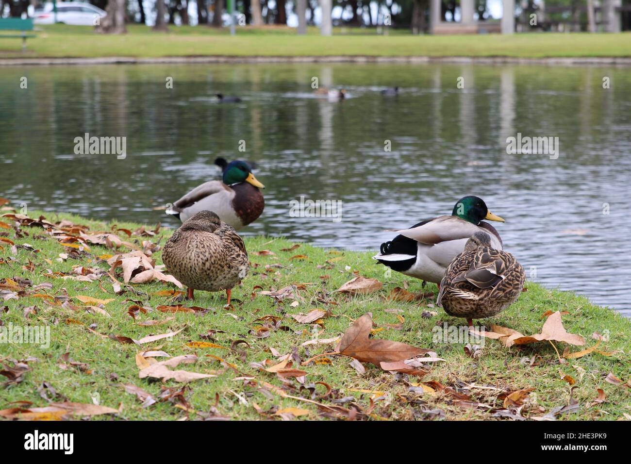 Mallard Ducks Peacefully Sitting near Lakeside on Cloudy winter day in La Habra Stock Photo