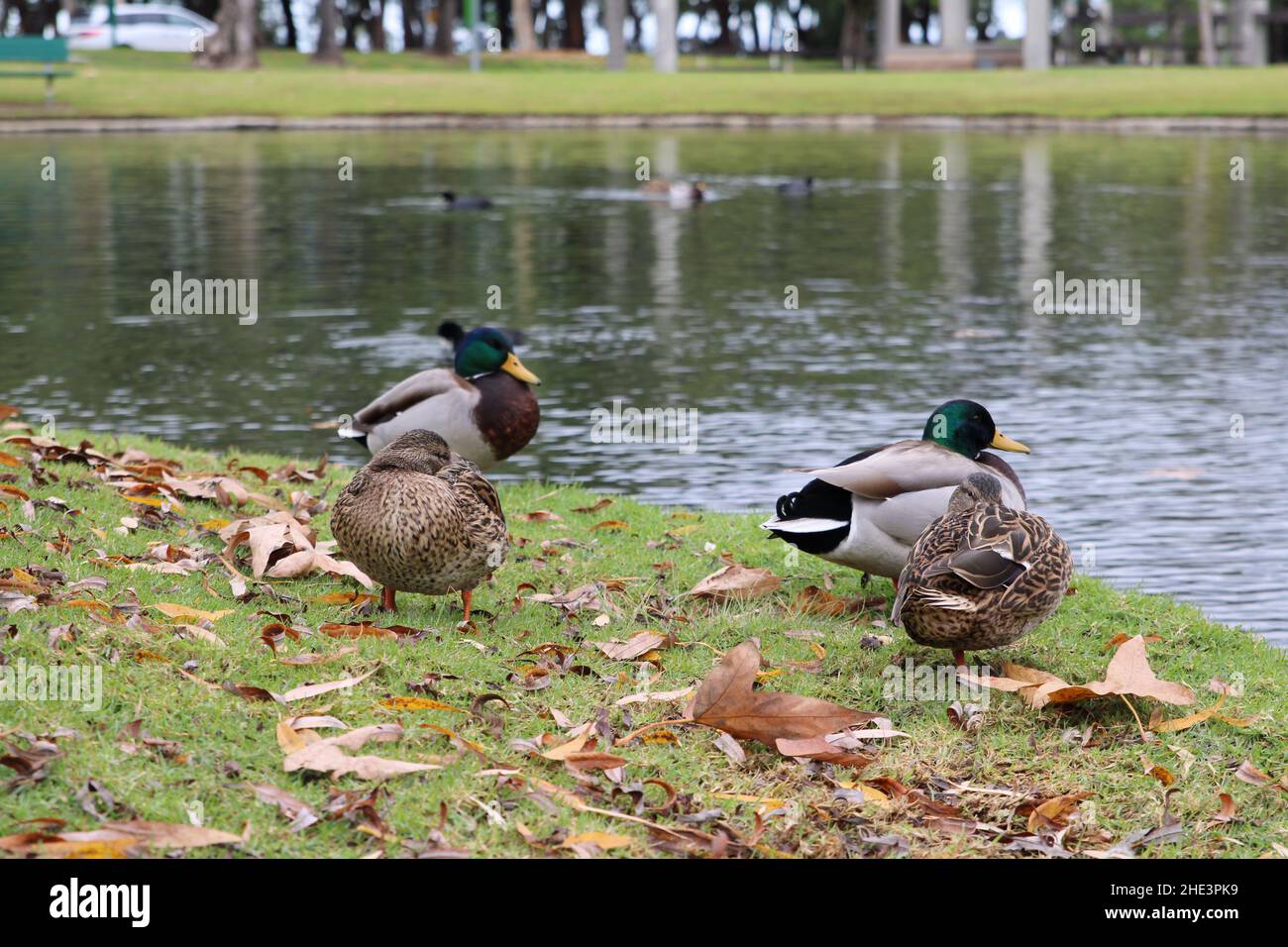 Mallard Ducks Peacefully Sitting near Lakeside on Cloudy winter day in La Habra Stock Photo