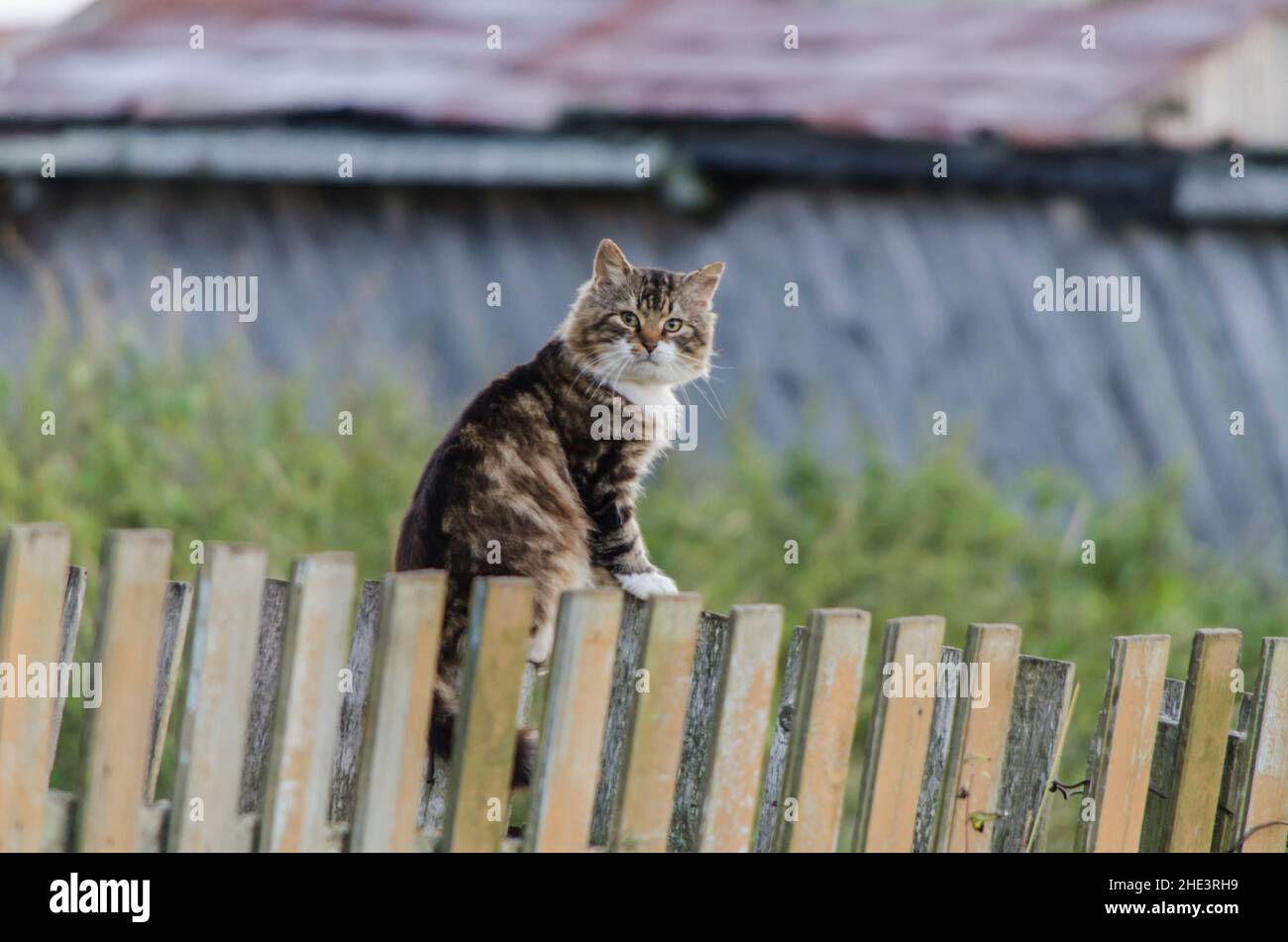Fluffy cat sits on a fence Stock Photo - Alamy