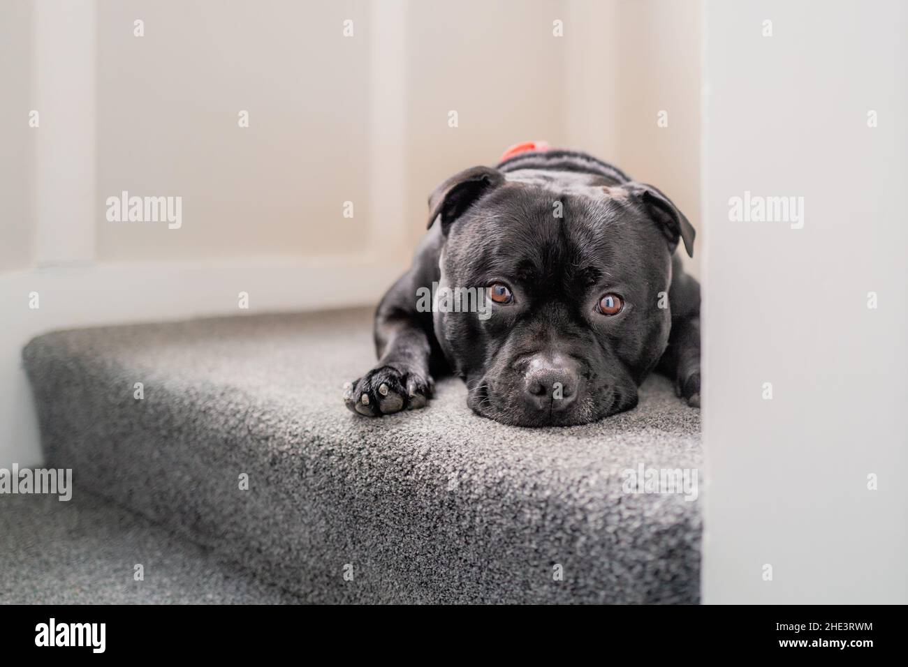 Staffordshire Bull Terrier dog lying on a carpeted stair looking at the camera. He looks a bit feb up. Stock Photo