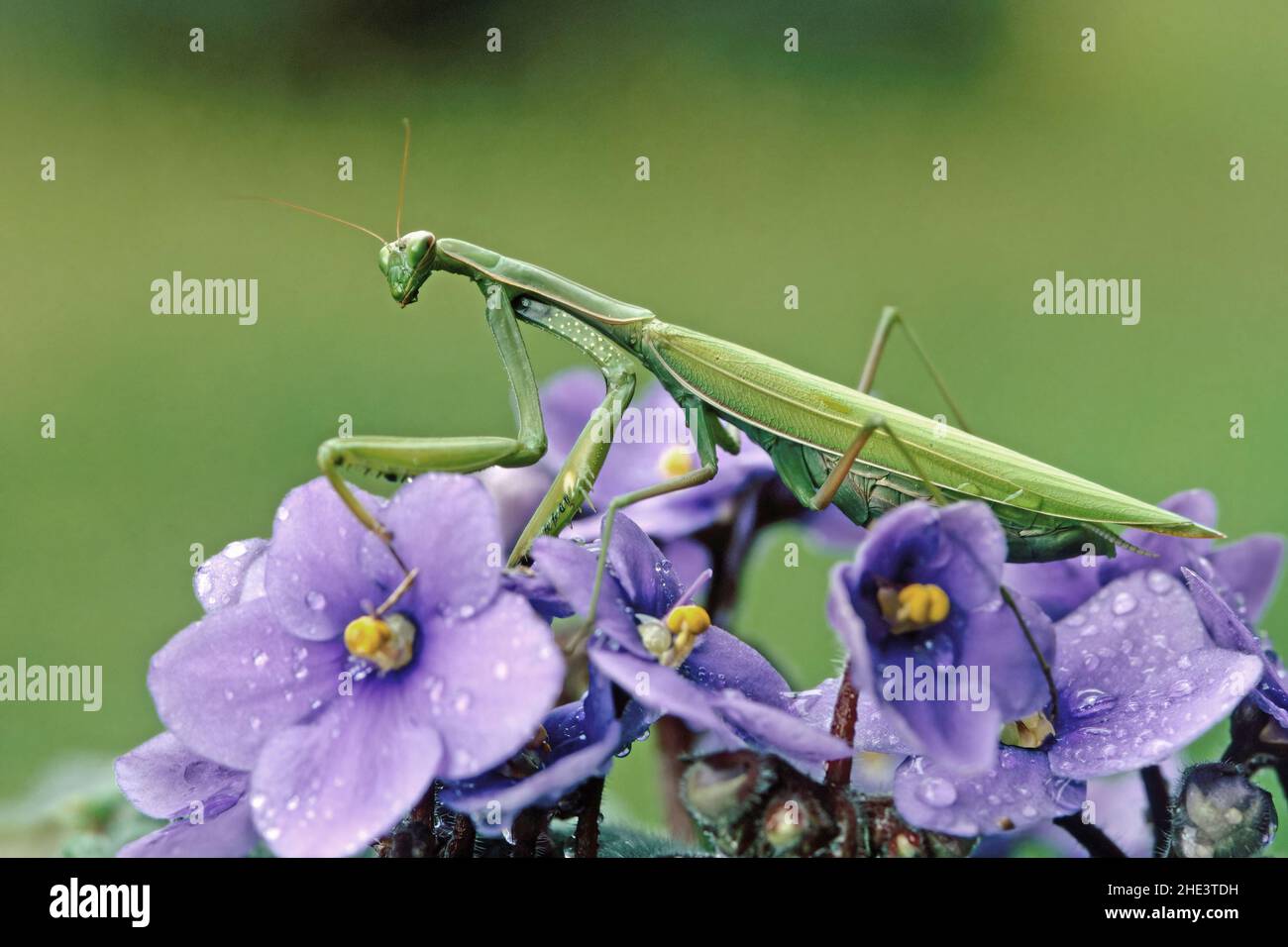 adult female of green praying mantis rest on violet flowers Stock Photo