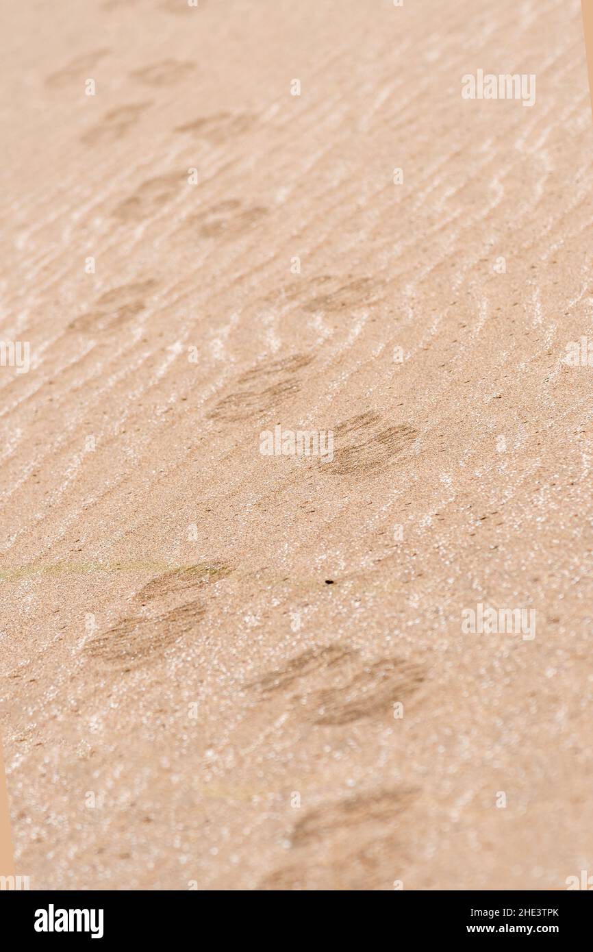Footsteps of a person with sneakers on the sand Stock Photo