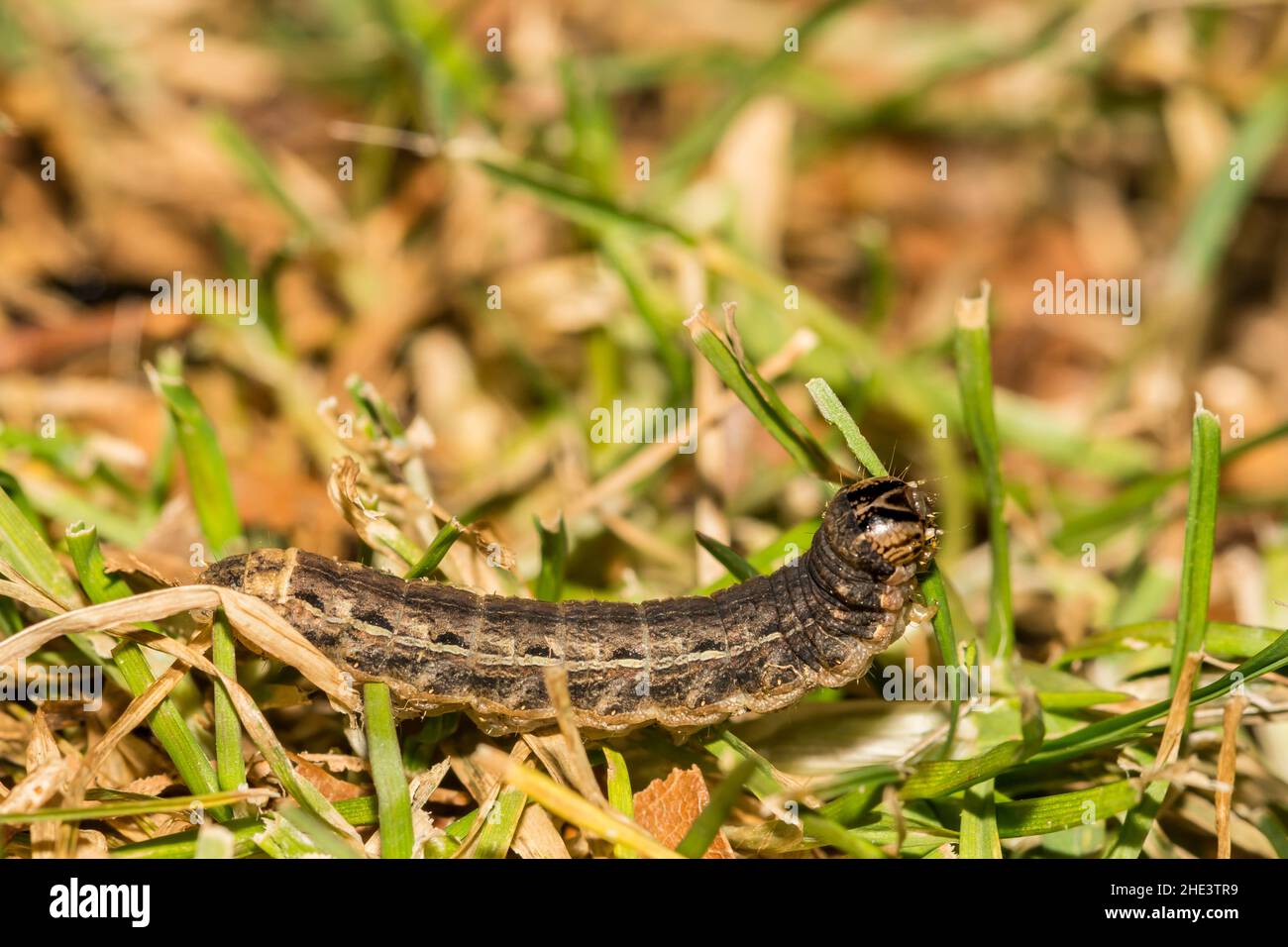 Large Yellow Underwing Caterpillar- Noctua pronuba Stock Photo