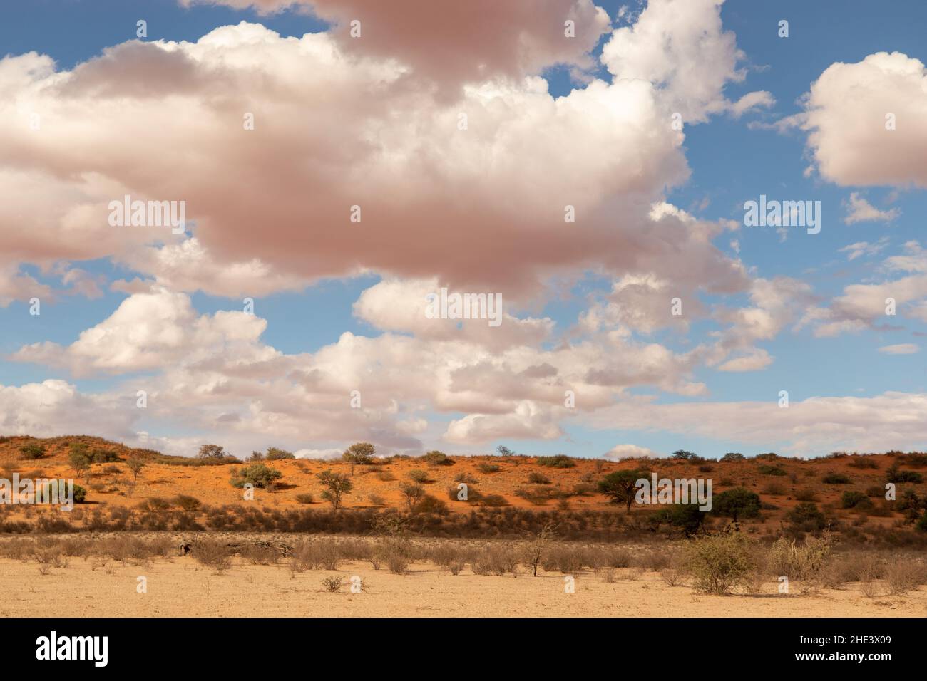 Arid Kgalagadi Landscape Stock Photo