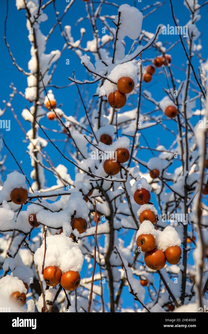 Snow covered unpicked apples against clear blue sky Stock Photo